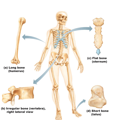پاورپوینت معرفی انواع استخوان ها